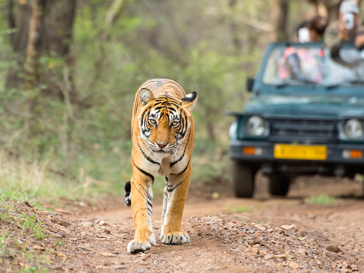 Jim Corbett